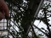 Araucaria araucana (Monkey Puzzle Tree)