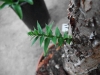 Araucaria araucana (Monkey Puzzle Tree)