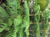 Araucaria heterophylla (Norfolk Island Pine)