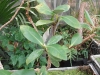 Avicennia germinans (Black Mangrove)
