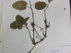 Epigaea repens (Trailing Arbutus)