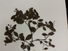 Gaylussacia baccata (Black Huckleberry)