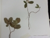 Gaultheria procumbens (American Wintergreen)
