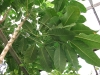 Schefflera actinophylla (Umbrella Tree)