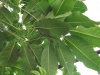 Schefflera actinophylla (Umbrella Tree)