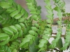 Caesalpinia pulcherrima (Pride of Barbados)