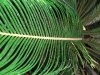 Cycas revoluta (Sago palm)