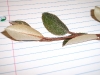 Elaeagnus pungens (Silverthorn)