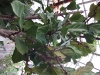 Ficus lyrata (Lyre Leafed Ficus)