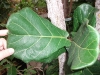 Ficus lyrata (Lyre Leafed Ficus)
