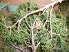 Juniperus virginiana (Red Cedar)