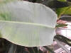 Musa paradisiaca (Plantain/Banana)