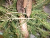 Picea abies (Norway Spruce)