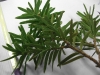 Taxus cuspidata (Japanese Yew)
