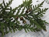 Thuja occidentalis (White Cedar)