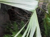 Washingtonia filifera (Desert Fan Palm)