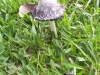 valley-mushrooms004