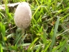 valley-mushrooms010