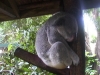 koala_sanctuary_brisbane047