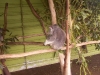 koala_sanctuary_brisbane125