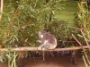 koala_sanctuary_brisbane128