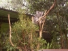 koala_sanctuary_brisbane129
