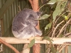 koala_sanctuary_brisbane324