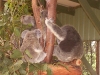 koala_sanctuary_brisbane325
