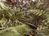mt-cootha-botanical-gardens51
