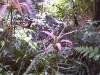 mt-cootha-botanical-gardens55