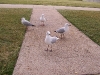 southbank-gulls-and-ibis02