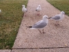 southbank-gulls-and-ibis05