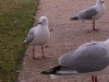 southbank-gulls-and-ibis07