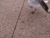 southbank-gulls-and-ibis10