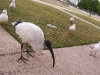 southbank-gulls-and-ibis17