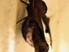 moth2b