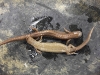 ambystoma_barbouri-streamside_salamander02