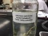 ambystoma_maculatum-spotted_salamander03