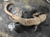 ambystoma_tigrinum-tiger_salamander02