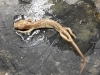aneides_lugubris-arboreal_salamander01