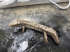 desmognathus_fuscus_fuscus-northern_dusky_salamander01