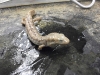 desmognathus_fuscus_fuscus-northern_dusky_salamander02