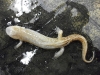 desmognathus_monticola-seal_salamander01