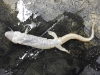 desmognathus_monticola-seal_salamander02