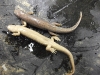 desmognathus_welteri-black_mountain_dusky_salamander01