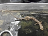eurycea_longicauda_longicauda-long_tailed_salamander01