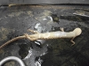 eurycea_longicauda_longicauda-long_tailed_salamander03