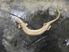 gyrinophilus_porphyriticus-spring_salamander01
