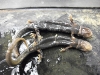 plethodon_glutinosus-northern_slimy_salamander02