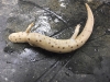 pseudotriton_montanus-eastern_mud_salamander01